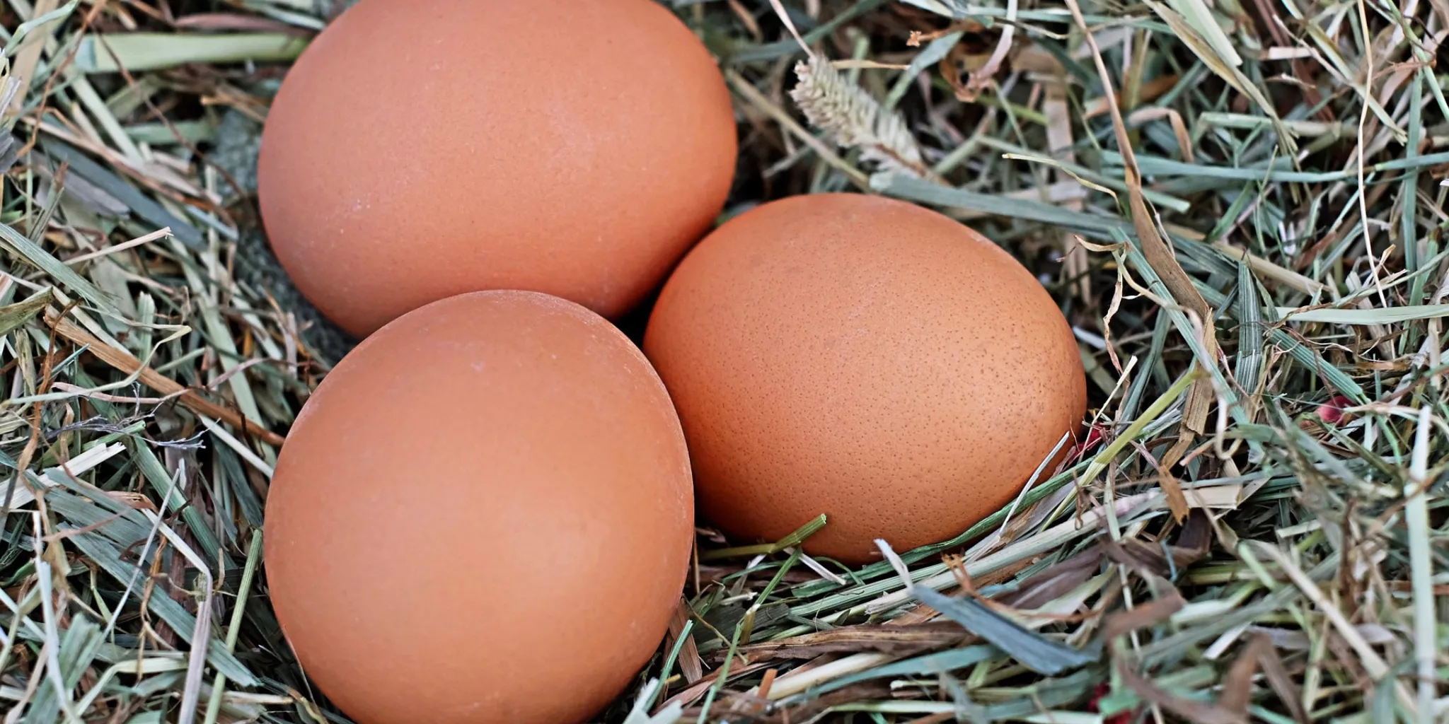 Egg production 2048x1024 - ForFarmers UK