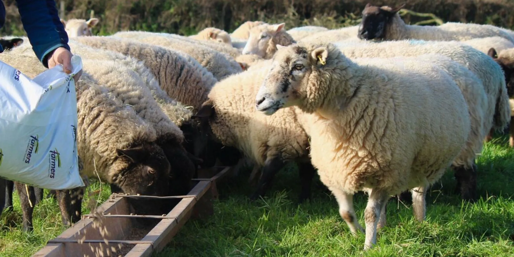 Feeding your Livestock - ForFarmers UK
